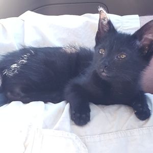 Meet your Posher, Bailey